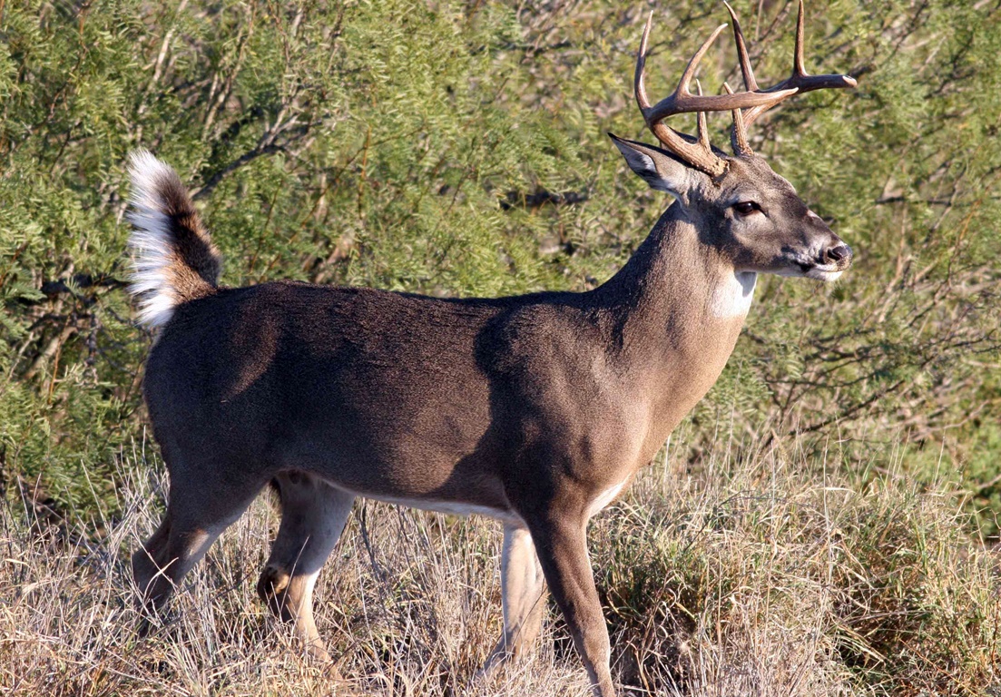 Venado